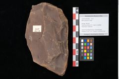 Foto (Objekt + Etikett) von Myrica lignitum Unger (NHMW-GEO-2024-0188-0582)